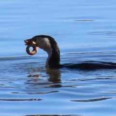 Misgurnus anguillicaudatus at Fyshwick, ACT - 29 Aug 2024