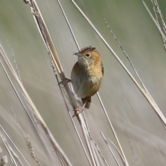 Cisticola exilis (Golden-headed Cisticola) at Fyshwick, ACT - 29 Aug 2024 by RodDeb