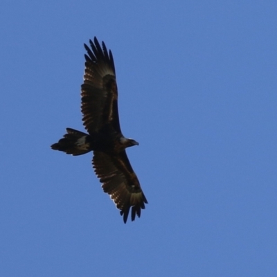 Aquila audax (Wedge-tailed Eagle) at Fyshwick, ACT - 29 Aug 2024 by RodDeb