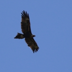 Aquila audax at Fyshwick, ACT - 29 Aug 2024 01:21 PM