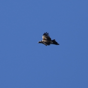 Aquila audax at Fyshwick, ACT - 29 Aug 2024 01:21 PM