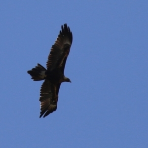 Aquila audax at Fyshwick, ACT - 29 Aug 2024 01:21 PM