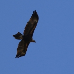 Aquila audax at Fyshwick, ACT - 29 Aug 2024 01:21 PM