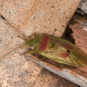 Eupolemus virescens at Evatt, ACT - 29 Aug 2024 11:55 AM