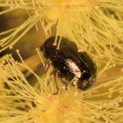 Ditropidus sp. (genus) (Leaf beetle) at Evatt, ACT - 29 Aug 2024 by kasiaaus