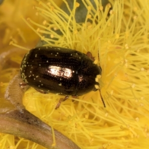 Ditropidus sp. (genus) at Evatt, ACT - 29 Aug 2024