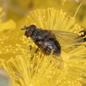 Muscidae (family) at Evatt, ACT - 29 Aug 2024 11:46 AM