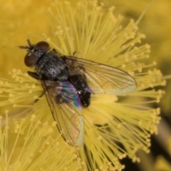 Muscidae (family) at Evatt, ACT - 29 Aug 2024