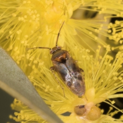 Campylomma sp. (genus) (A mirid bug) at Evatt, ACT - 29 Aug 2024 by kasiaaus