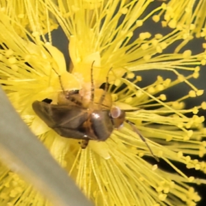 Campylomma sp. (genus) at Evatt, ACT - 29 Aug 2024