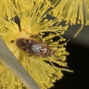 Campylomma sp. (genus) at Evatt, ACT - 29 Aug 2024