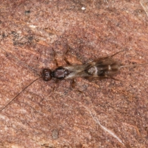 Ichneumonoidea (Superfamily) at Evatt, ACT - 29 Aug 2024 11:56 AM