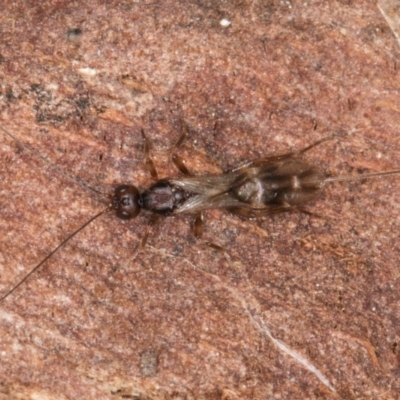 Unidentified Wasp (Hymenoptera, Apocrita) at Evatt, ACT - 29 Aug 2024 by kasiaaus