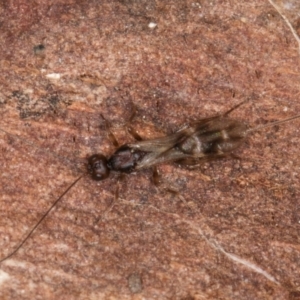 Ichneumonoidea (Superfamily) at Evatt, ACT - 29 Aug 2024 11:56 AM