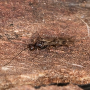 Ichneumonoidea (Superfamily) at Evatt, ACT - 29 Aug 2024 11:56 AM