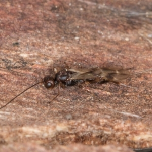 Ichneumonoidea (Superfamily) at Evatt, ACT - 29 Aug 2024 11:56 AM