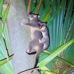 Trichosurus vulpecula arnhemensis (Northern Brushtail Possum) at Batchelor, NT - 3 Jan 2022 by MichaelBedingfield