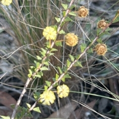 Acacia gunnii (Ploughshare Wattle) at Bruce, ACT - 29 Aug 2024 by harrison.bowdem