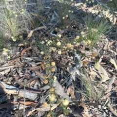 Acacia gunnii at Bruce, ACT - 29 Aug 2024 03:04 PM