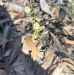 Acacia gunnii at Bruce, ACT - 29 Aug 2024