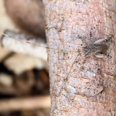 Eurepa marginipennis (Mottled bush cricket) at Albury, NSW - 29 Aug 2024 by KylieWaldon