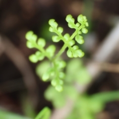 Cheilanthes sp. (Rock Fern) at Albury, NSW - 29 Aug 2024 by KylieWaldon