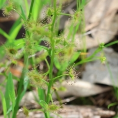 Drosera auriculata at Albury, NSW - 29 Aug 2024