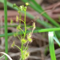 Drosera auriculata at Albury, NSW - 29 Aug 2024