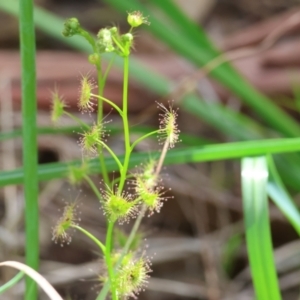 Drosera auriculata at Albury, NSW - 29 Aug 2024