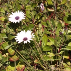 Dimorphotheca ecklonis (South African Daisy) at O'Connor, ACT - 29 Aug 2024 by ConBoekel