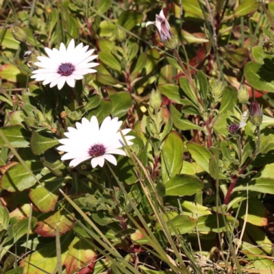 Dimorphotheca ecklonis (South African Daisy) at O'Connor, ACT - 29 Aug 2024 by ConBoekel