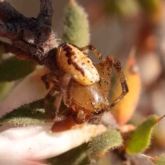 Australomisidia sp. (genus) (Flower spider) at O'Connor, ACT - 29 Aug 2024 by ConBoekel