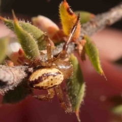 Australomisidia sp. (genus) at O'Connor, ACT - 29 Aug 2024