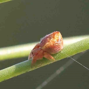 Araneinae (subfamily) at O'Connor, ACT - 29 Aug 2024