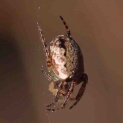 Araneus dimidiatus at O'Connor, ACT - 29 Aug 2024 by ConBoekel