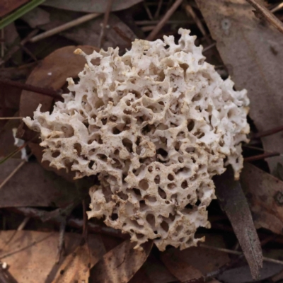 Laetiporus portentosus (White Punk) at O'Connor, ACT - 29 Aug 2024 by ConBoekel