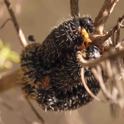 Perginae sp. (subfamily) (Unidentified pergine sawfly) at O'Connor, ACT - 29 Aug 2024 by ConBoekel