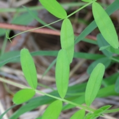 Vicia sp. (A Vetch) at Albury, NSW - 29 Aug 2024 by KylieWaldon