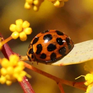 Harmonia conformis at O'Connor, ACT - 29 Aug 2024