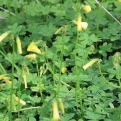 Oxalis pes-caprae (Soursob) at Albury, NSW - 29 Aug 2024 by KylieWaldon