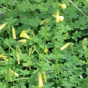 Oxalis pes-caprae at Albury, NSW - 29 Aug 2024