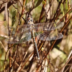 Hemicordulia tau (Tau Emerald) at O'Connor, ACT - 29 Aug 2024 by ConBoekel