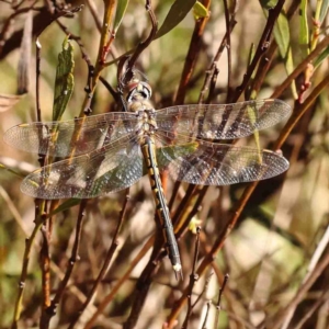 Hemicordulia tau at O'Connor, ACT - 29 Aug 2024