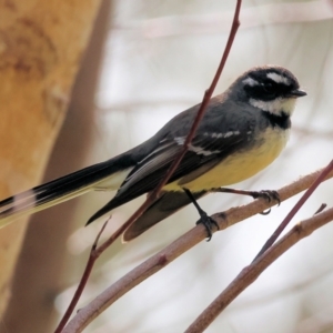 Rhipidura albiscapa at Albury, NSW - 29 Aug 2024