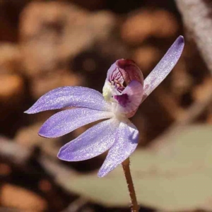 Cyanicula caerulea at O'Connor, ACT - suppressed