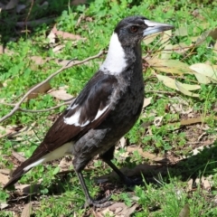 Gymnorhina tibicen (Australian Magpie) at Albury, NSW - 29 Aug 2024 by KylieWaldon