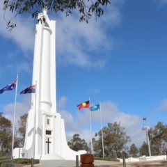 Gymnorhina tibicen at Albury, NSW - 29 Aug 2024