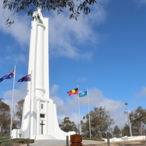 Gymnorhina tibicen at Albury, NSW - 29 Aug 2024