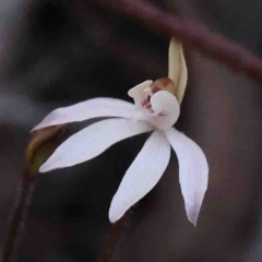 Caladenia fuscata (Dusky Fingers) at O'Connor, ACT - 29 Aug 2024 by ConBoekel