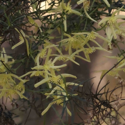 Clematis leptophylla (Small-leaf Clematis, Old Man's Beard) at O'Connor, ACT - 29 Aug 2024 by ConBoekel